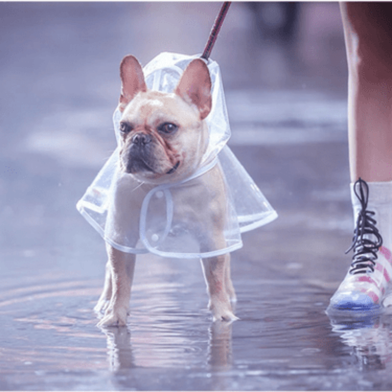 High-Visibility Transparent Pet Raincoat - Durable & Stylish Outdoor Protection - Waterproof Hooded Cape for Puppies - Ideal for Walks in Rainy Weather