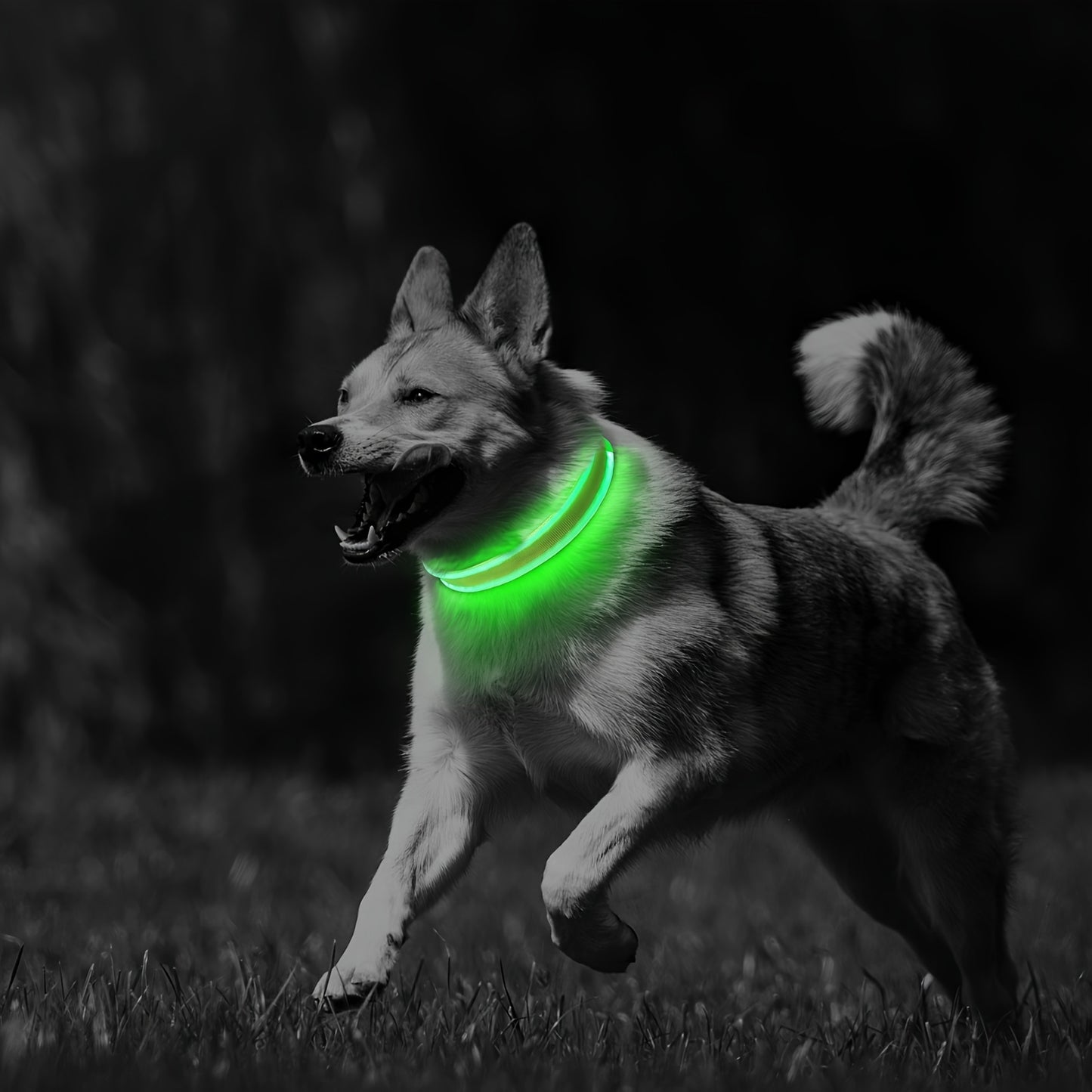 Vibrant LED Dog Collar for All Sizes - Basic Collars with Robust Buckle, USB Charging, Adjustable Straps, and Reflective Safety - Durable, Water-Resistant, and Easy to Use